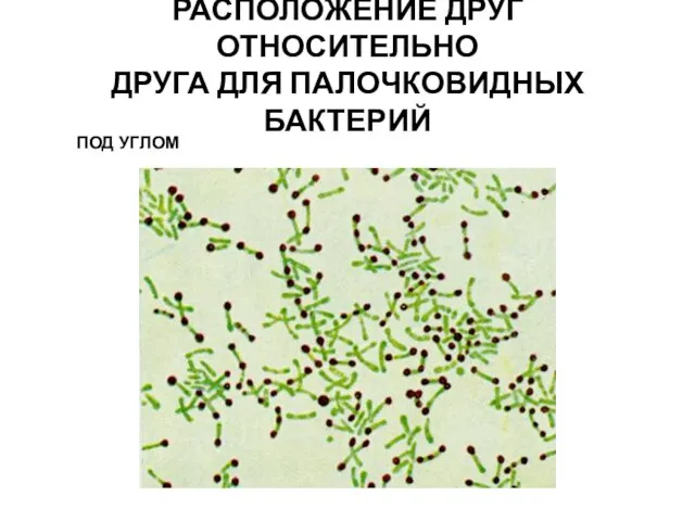 РАСПОЛОЖЕНИЕ ДРУГ ОТНОСИТЕЛЬНО ДРУГА ДЛЯ ПАЛОЧКОВИДНЫХ БАКТЕРИЙ ПОД УГЛОМ