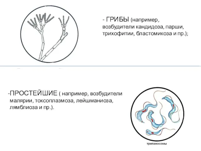 - ГРИБЫ (например, возбудители кандидоза, парши, трихофитии, бластомикоза и пр.); ПРОСТЕЙШИЕ