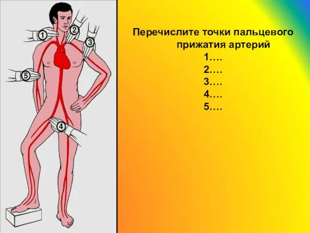 Перечислите точки пальцевого прижатия артерий 1…. 2…. 3…. 4…. 5….