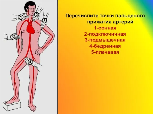 Перечислите точки пальцевого прижатия артерий 1-сонная 2-подключичная 3-подмышечная 4-бедренная 5-плечевая