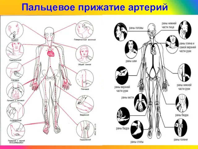 C Пальцевое прижатие артерий