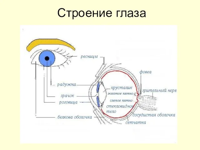 Строение глаза