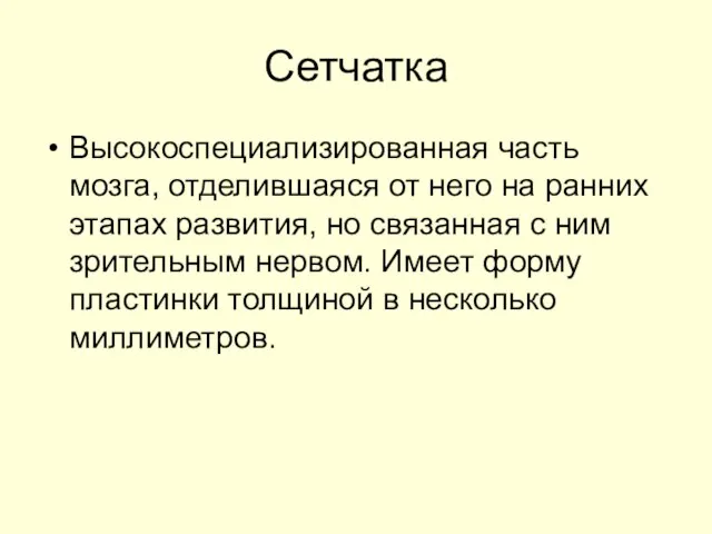 Сетчатка Высокоспециализированная часть мозга, отделившаяся от него на ранних этапах развития,