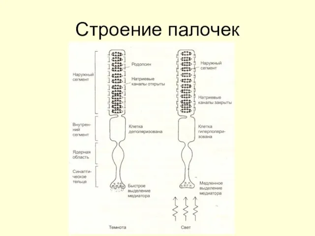 Строение палочек