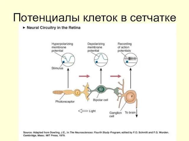 Потенциалы клеток в сетчатке