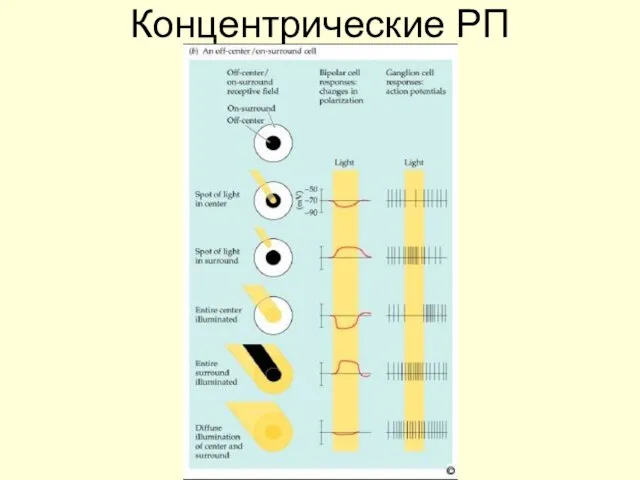 Концентрические РП