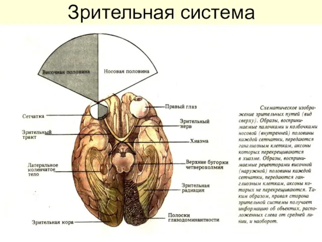 Зрительная система