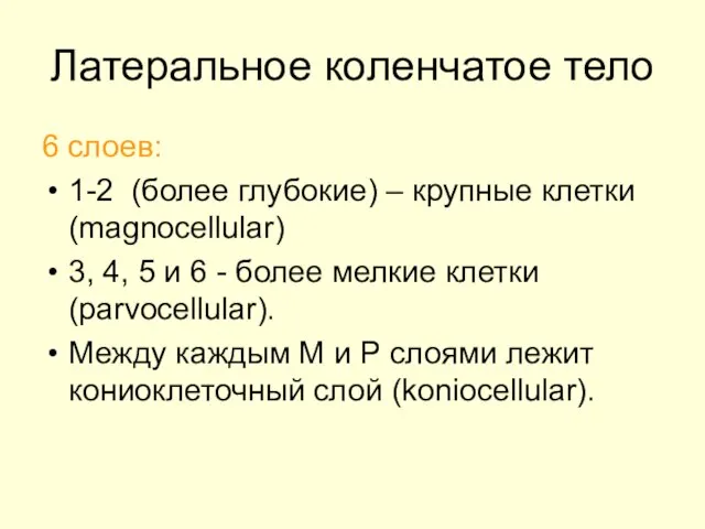 Латеральное коленчатое тело 6 слоев: 1-2 (более глубокие) – крупные клетки