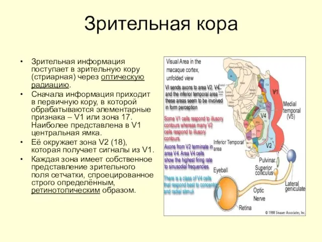 Зрительная кора Зрительная информация поступает в зрительную кору (стриарная) через оптическую