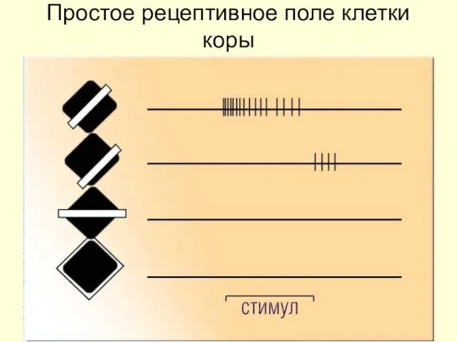 Простое рецептивное поле клетки коры