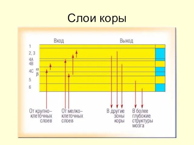 Слои коры