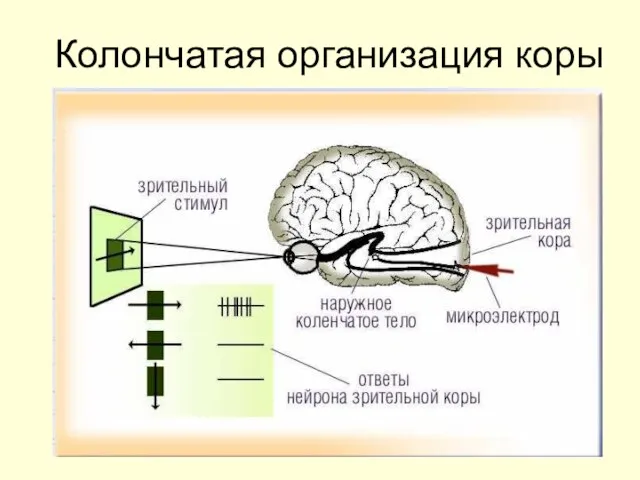 Колончатая организация коры