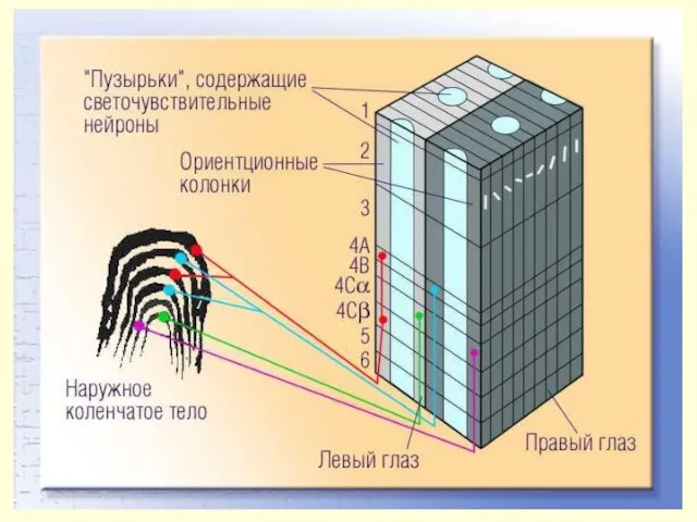 Колонковый принцип организации зрительной коры Колонки ориентационной чувствительности. Колонки глазодоминантности. Колонки