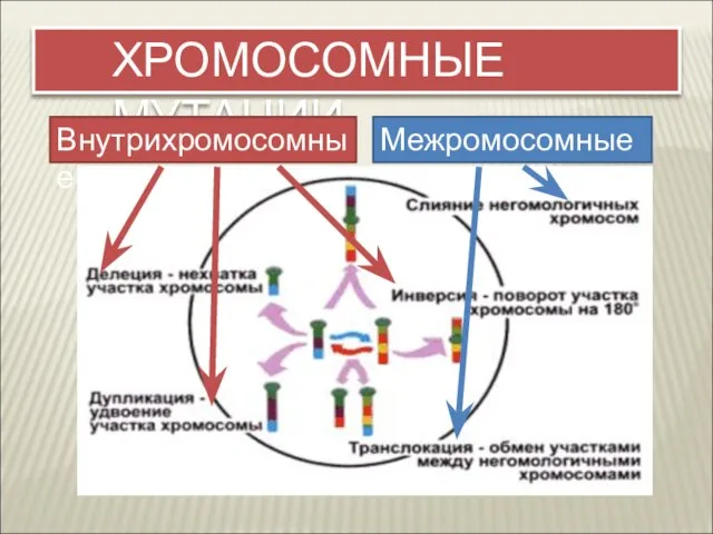 ХРОМОСОМНЫЕ МУТАЦИИ Внутрихромосомные Межромосомные