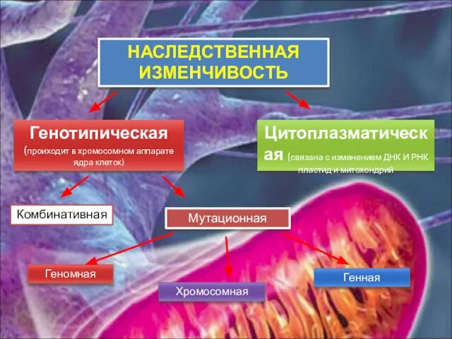 НАСЛЕДСТВЕННАЯ ИЗМЕНЧИВОСТЬ Генотипическая (проиходит в хромосомном аппарате ядра клеток) Цитоплазматическая (связана