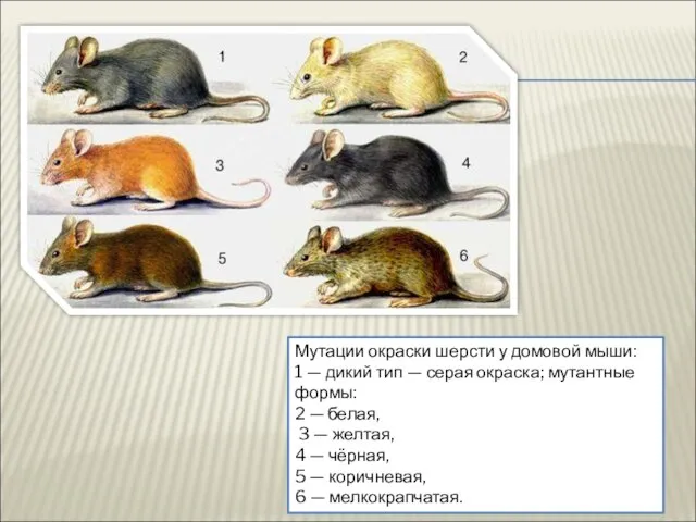 Мутации окраски шерсти у домовой мыши: 1 — дикий тип —