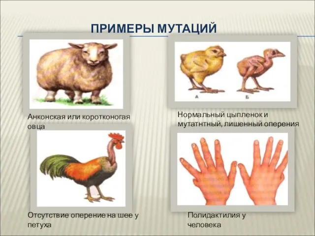 ПРИМЕРЫ МУТАЦИЙ Анконская или коротконогая овца Нормальный цыпленок и мутатнтный, лишенный