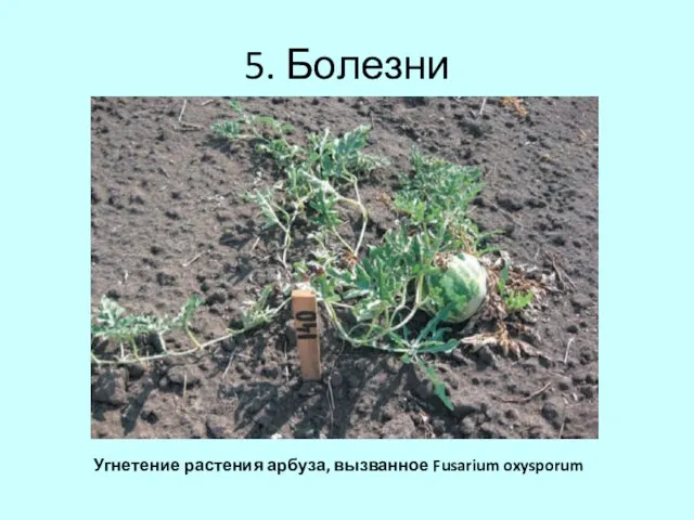 5. Болезни Угнетение растения арбуза, вызванное Fusarium oxysporum
