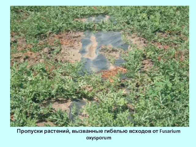 Пропуски растений, вызванные гибелью всходов от Fusarium oxysporum