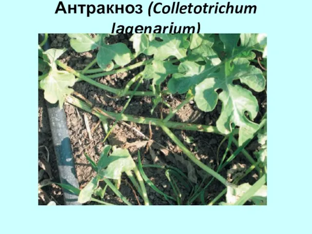 Антракноз (Colletotrichum lаgеnаrіum)