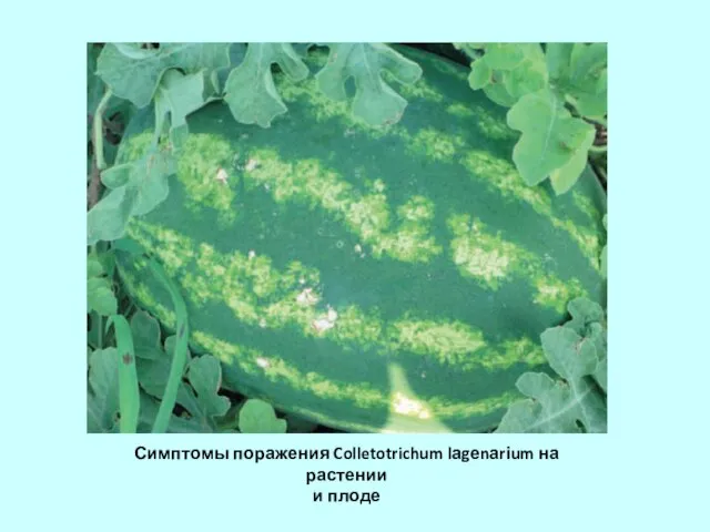 Симптомы поражения Colletotrichum lаgеnаrіum на растении и плоде