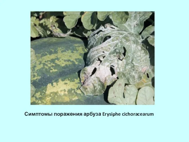 Симптомы поражения арбуза Erysiphe cichoracearum