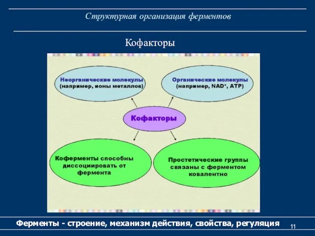 Структурная организация ферментов Ферменты - строение, механизм действия, свойства, регуляция Кофакторы