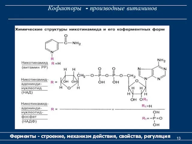 Кофакторы - производные витаминов Ферменты - строение, механизм действия, свойства, регуляция