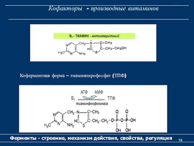 Кофакторы - производные витаминов Ферменты - строение, механизм действия, свойства, регуляция Коферментная форма – тиаминпирофосфат (ТПФ)