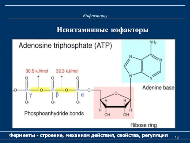 Кофакторы Ферменты - строение, механизм действия, свойства, регуляция Невитаминные кофакторы