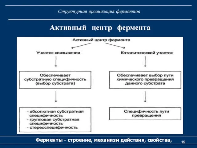 Структурная организация ферментов Ферменты - строение, механизм действия, свойства, Активный центр фермента