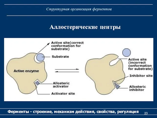 Структурная организация ферментов Ферменты - строение, механизм действия, свойства, регуляция Аллостерические центры