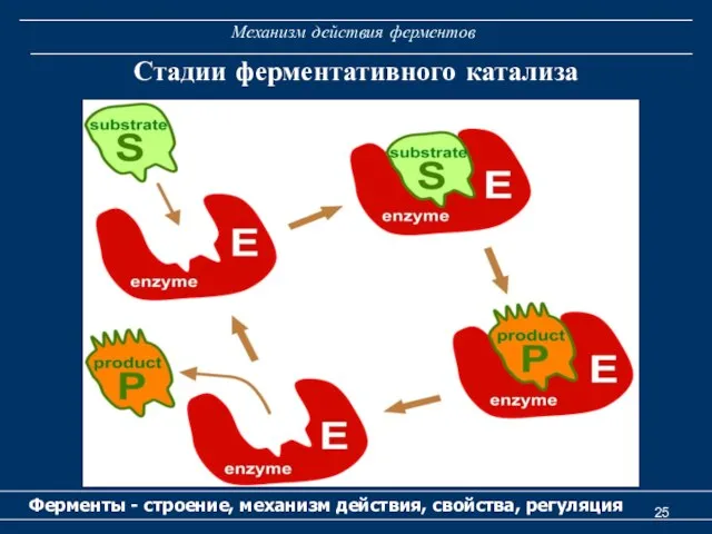 Механизм действия ферментов Ферменты - строение, механизм действия, свойства, регуляция Стадии ферментативного катализа