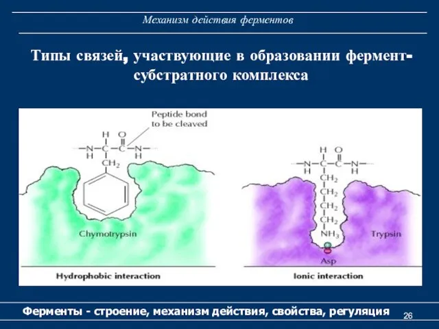 Механизм действия ферментов Ферменты - строение, механизм действия, свойства, регуляция Типы