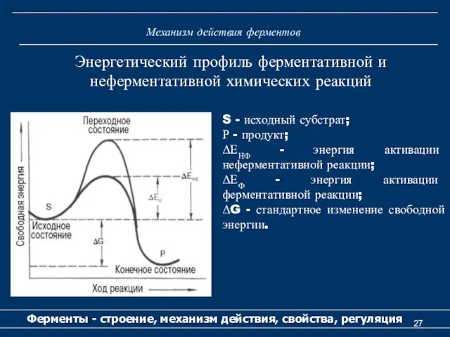 Механизм действия ферментов Ферменты - строение, механизм действия, свойства, регуляция Энергетический