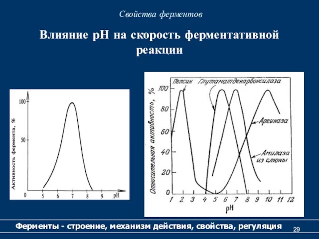 Свойства ферментов Ферменты - строение, механизм действия, свойства, регуляция Влияние рН на скорость ферментативной реакции