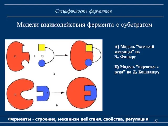 Специфичность ферментов Ферменты - строение, механизм действия, свойства, регуляция Модели взаимодействия