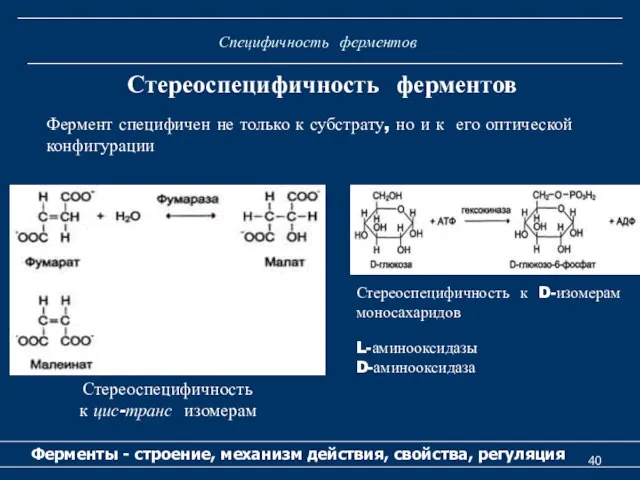 Специфичность ферментов Ферменты - строение, механизм действия, свойства, регуляция Стереоспецифичность ферментов