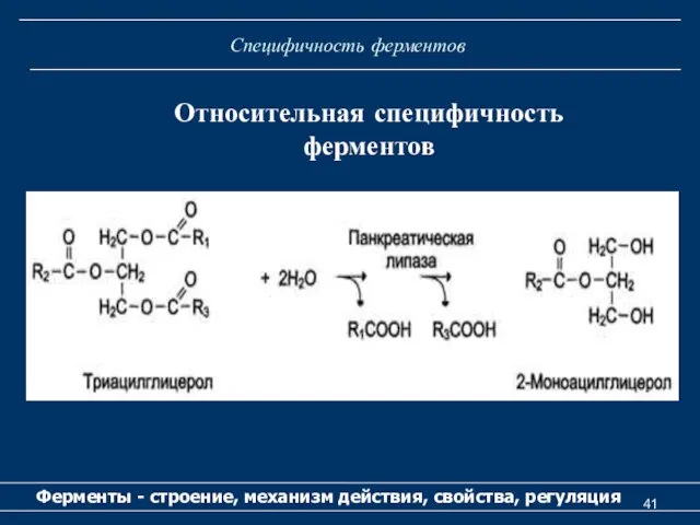 Специфичность ферментов Ферменты - строение, механизм действия, свойства, регуляция Относительная специфичность ферментов