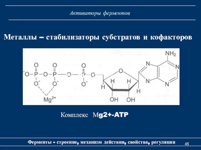 Активаторы ферментов Ферменты - строение, механизм действия, свойства, регуляция Металлы –