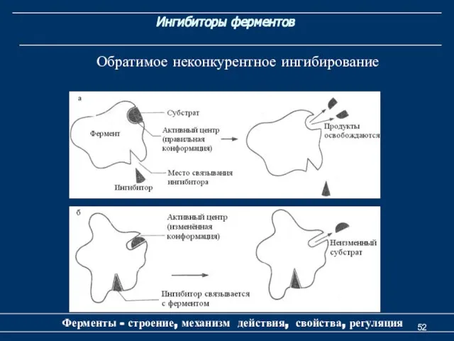 Ингибиторы ферментов Ферменты - строение, механизм действия, свойства, регуляция Обратимое неконкурентное ингибирование