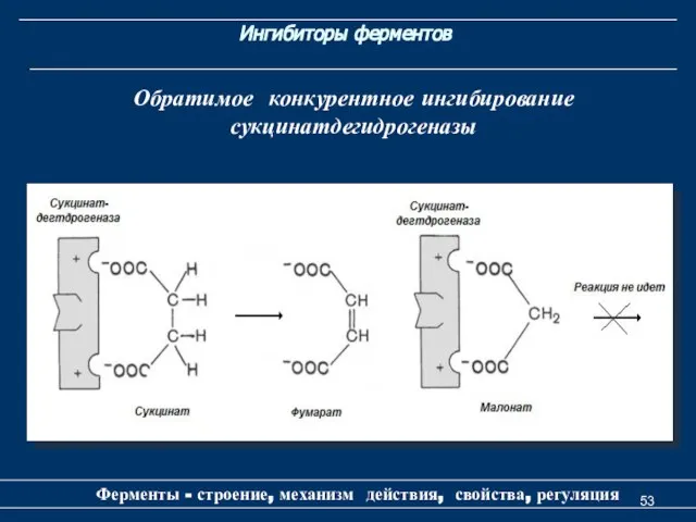 Ингибиторы ферментов Ферменты - строение, механизм действия, свойства, регуляция Обратимое конкурентное ингибирование сукцинатдегидрогеназы