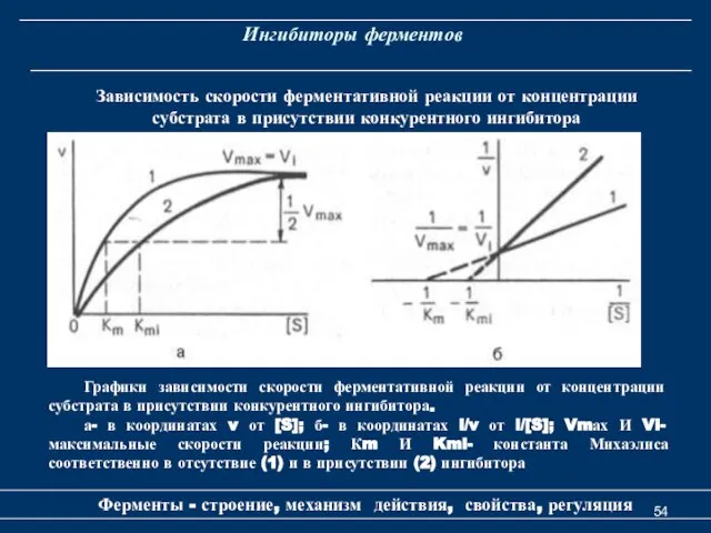 Ингибиторы ферментов Ферменты - строение, механизм действия, свойства, регуляция Зависимость скорости