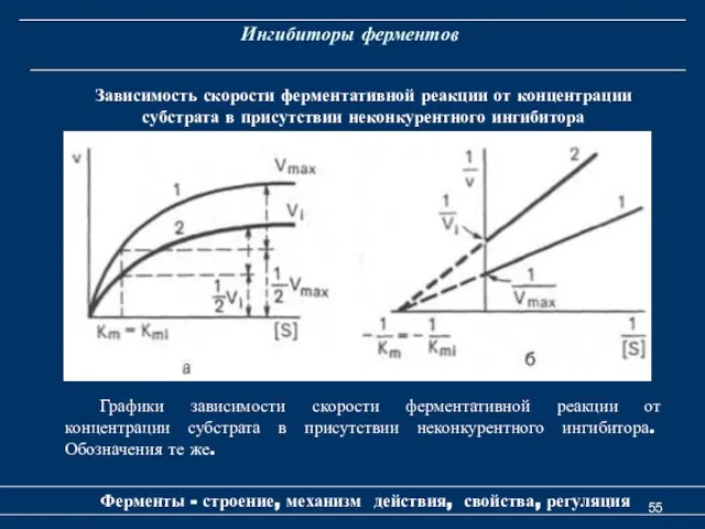 Ингибиторы ферментов Ферменты - строение, механизм действия, свойства, регуляция Зависимость скорости