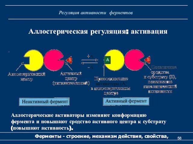 Регуляция активности ферментов Ферменты - строение, механизм действия, свойства, Аллостерическая регуляция: