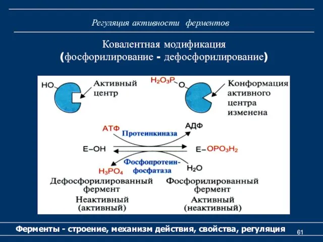 Регуляция активности ферментов Ферменты - строение, механизм действия, свойства, регуляция Ковалентная модификация (фосфорилирование - дефосфорилирование)