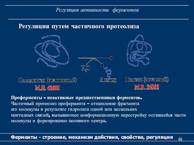 Регуляция активности ферментов Ферменты - строение, механизм действия, свойства, регуляция Регуляция