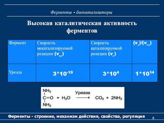 Ферменты - биокатализаторы Ферменты - строение, механизм действия, свойства, регуляция Высокая каталитическая активность ферментов