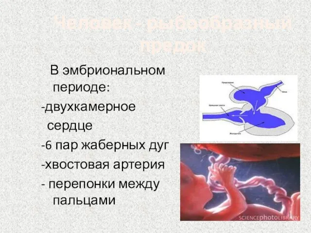 Человек - рыбообразный предок В эмбриональном периоде: -двухкамерное сердце -6 пар