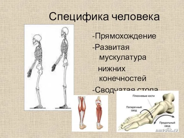 Специфика человека -Прямохождение -Развитая мускулатура нижних конечностей -Сводчатая стопа